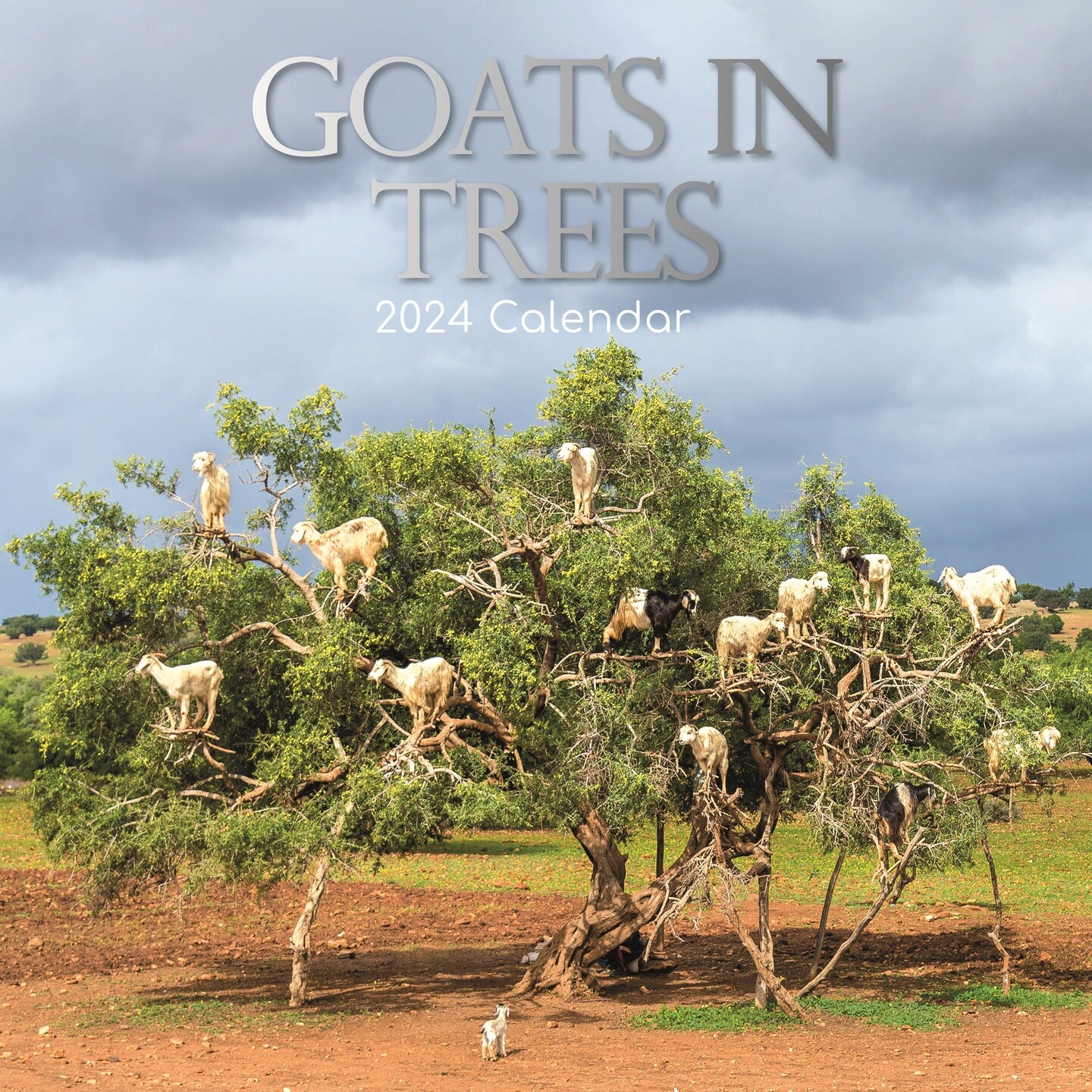 2024 Square Wall Calendar, Goats In Trees, 16-Month Animals Theme with 180 Reminder Stickers (12 x 12 In)