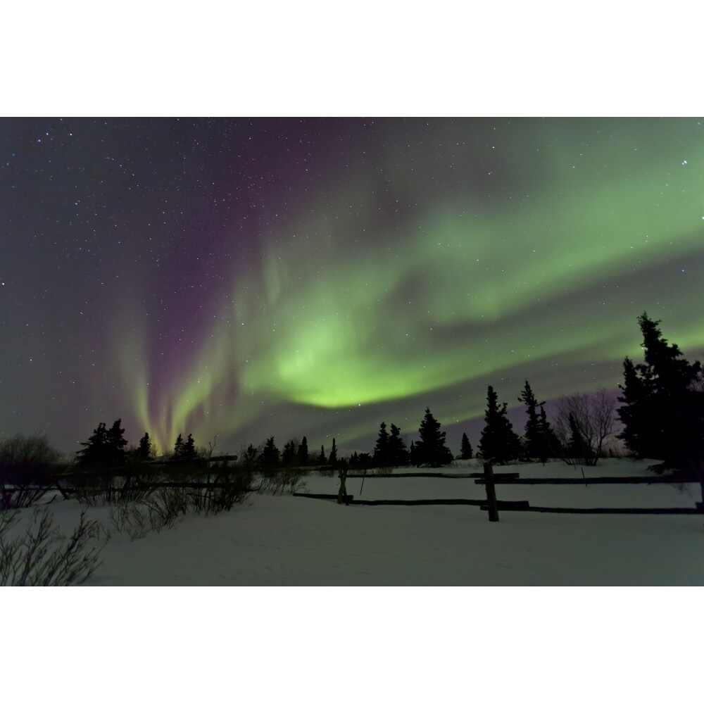 Aurora Borealis Over Trees Yukon Canada Poster Print