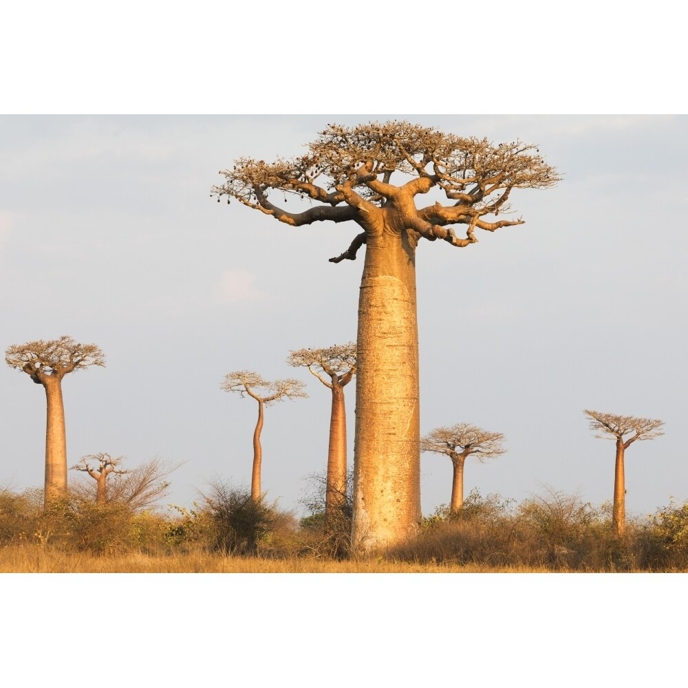 Madagascar Morondava Baobab Alley. Baobab Trees In Morning Light Poster Print By Ellen Goff
