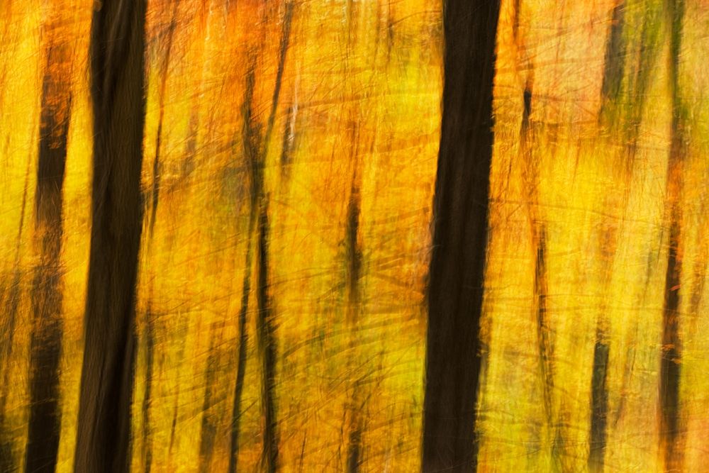 Yellow Forest Ii Poster Print by William Neill - Item # VARPDXWN122