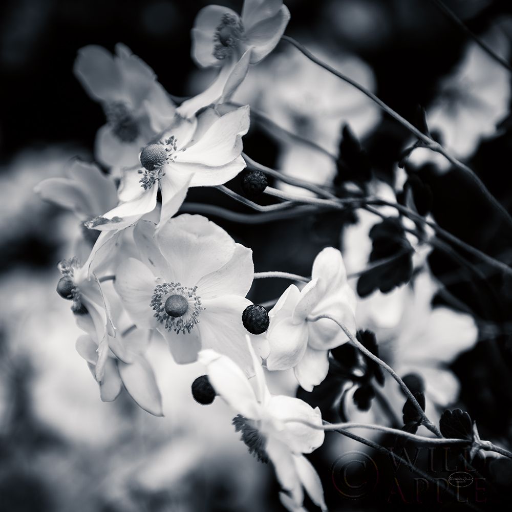 Black And White Anemones Poster Print by Brookview Studio - Item # VARPDX39887