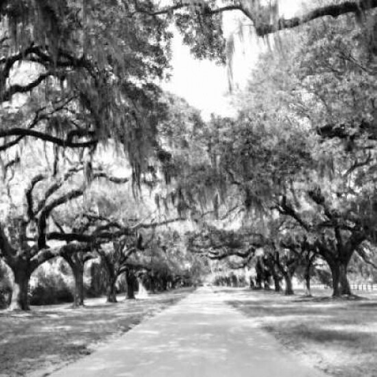 Posterazzi Charleston Oaks Sq. X Poster Print by Alan Hausenflock