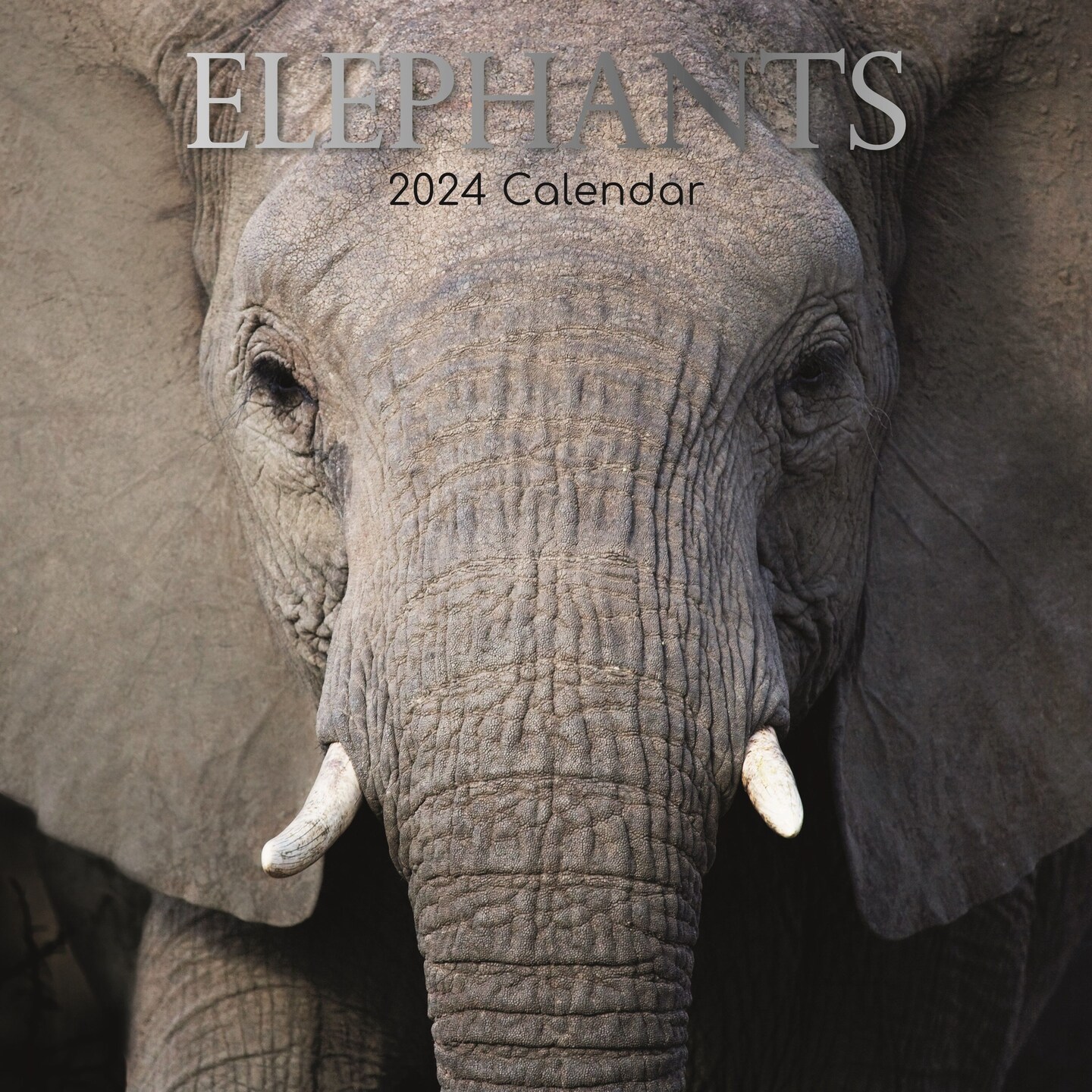 2024 Square Wall Calendar, Elephants, 16-Month Animals Theme with 180 ...