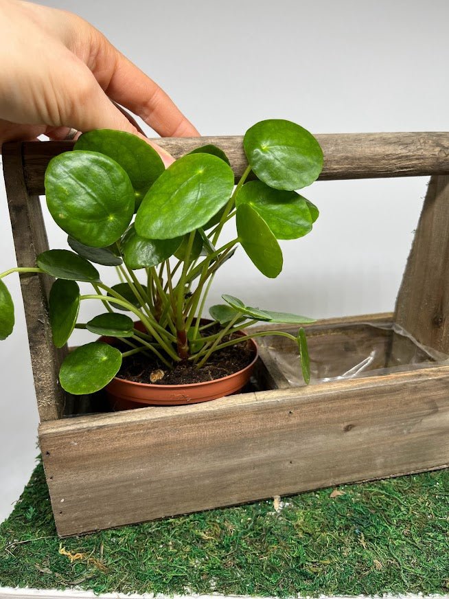 Wood Handled Trug Planter