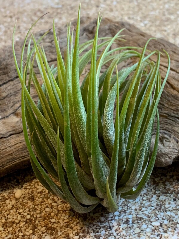 dracaena marginata bush 6-8ft Dracaena Marginata Stump main image 0