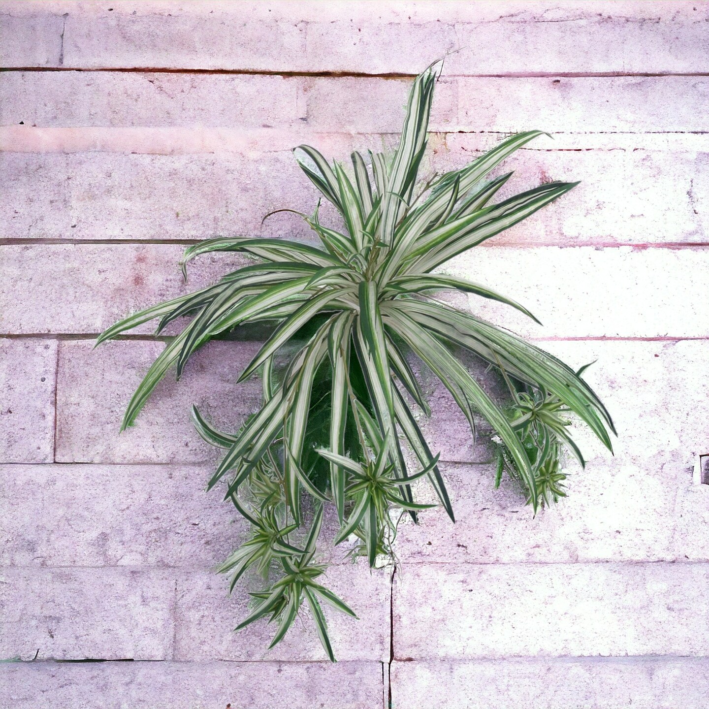 12-Pack: Spider Fern Plant with 60 Silk Fronds, 32" Wide by Floral Home®