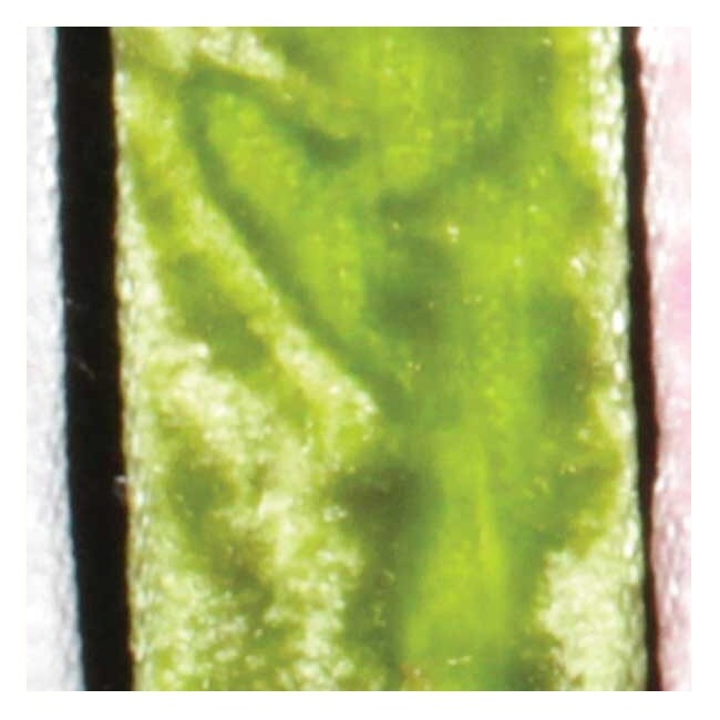 The Ribbon People Lime Green Crushed Velvet Craft Ribbon 0.5" x 22 Yards
