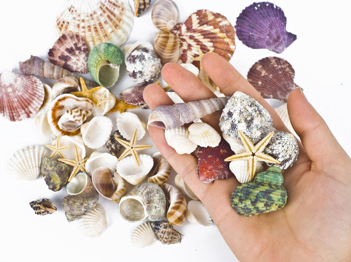 Beach Theme Party Wedding Decorations with Mixed Sea Shells and Starfish Do It Yourself Projects Making Candles for Fish Tank Vase Fillers Materials for Home D&#xE9;cor more than 70 pieces