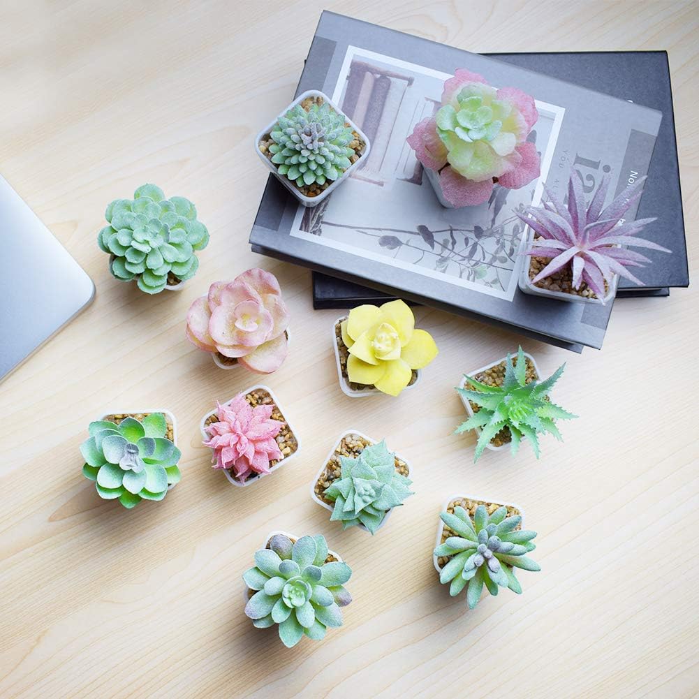 Tiny Mix Succulent Plants