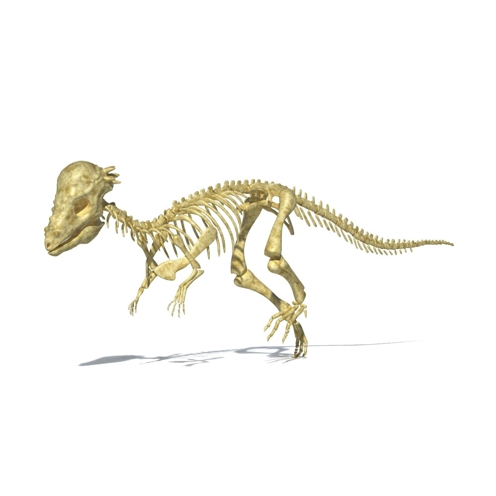 3D Rendering Of A Pachycephalosaurus Dinosaur Skeleton Poster Print