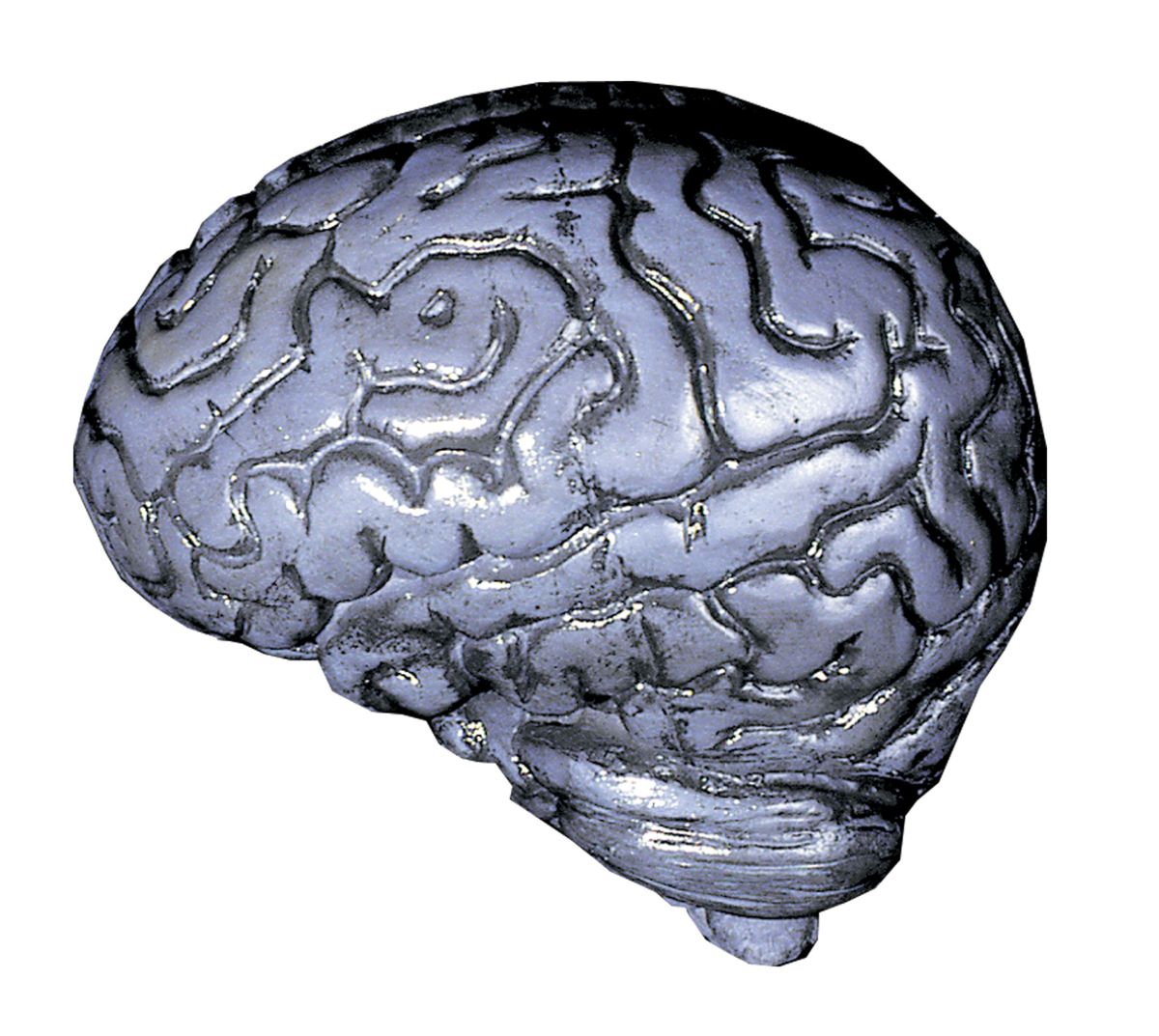 The Costume Center Gray and Black Human Brain Halloween Props