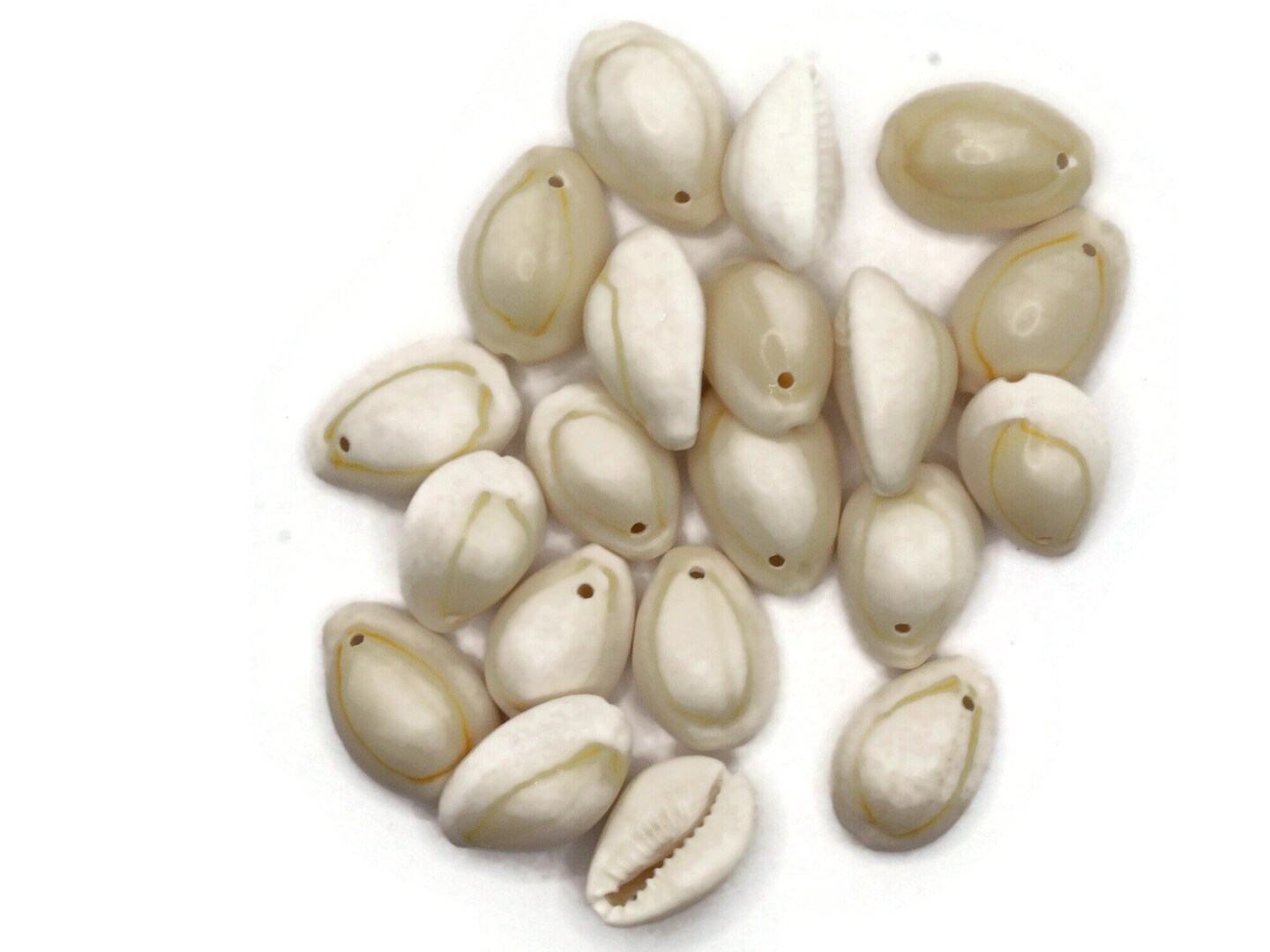 20 20mm White Cowrie Natural Seashell Beads bF2