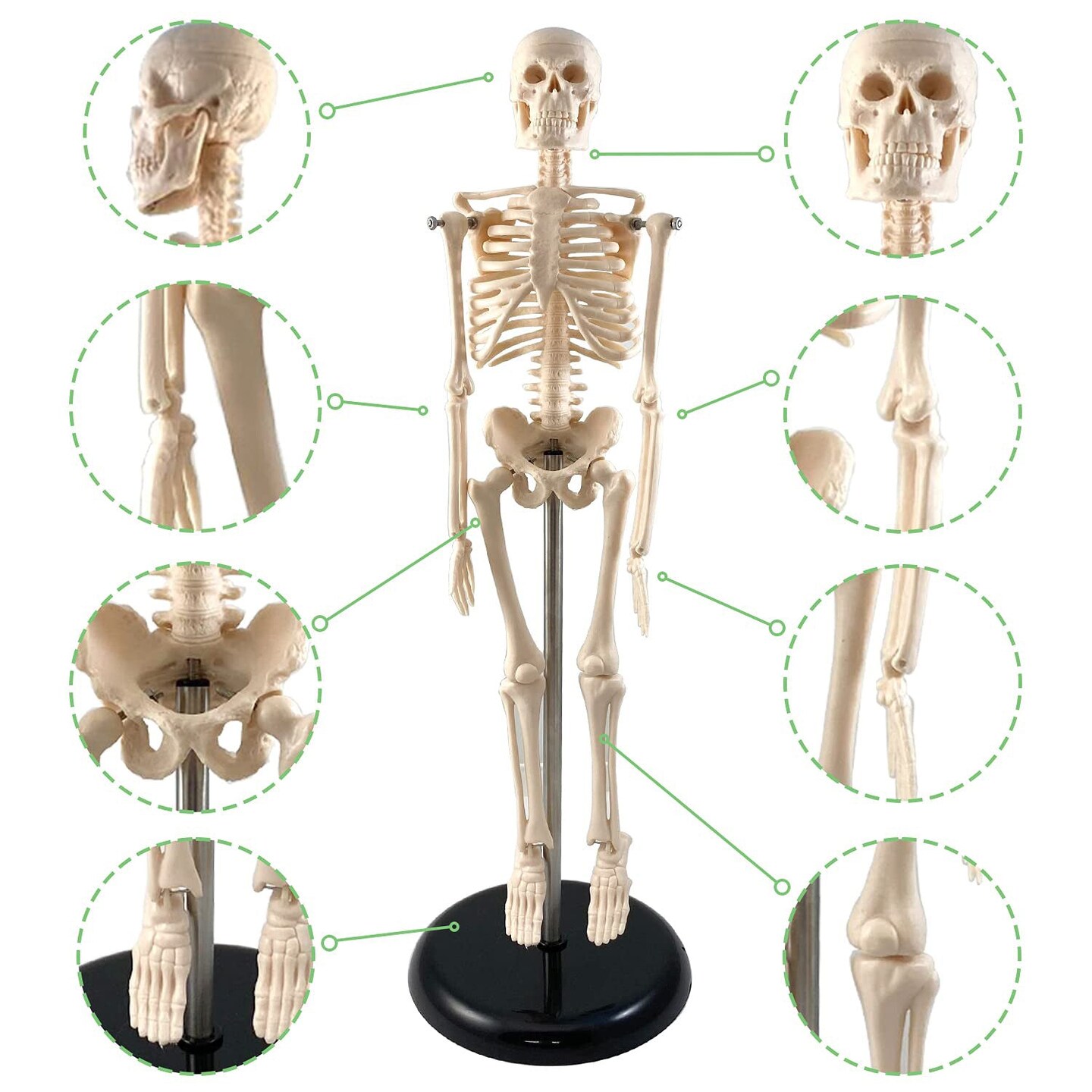 Human Skeleton Model with Key, 17&#x22;