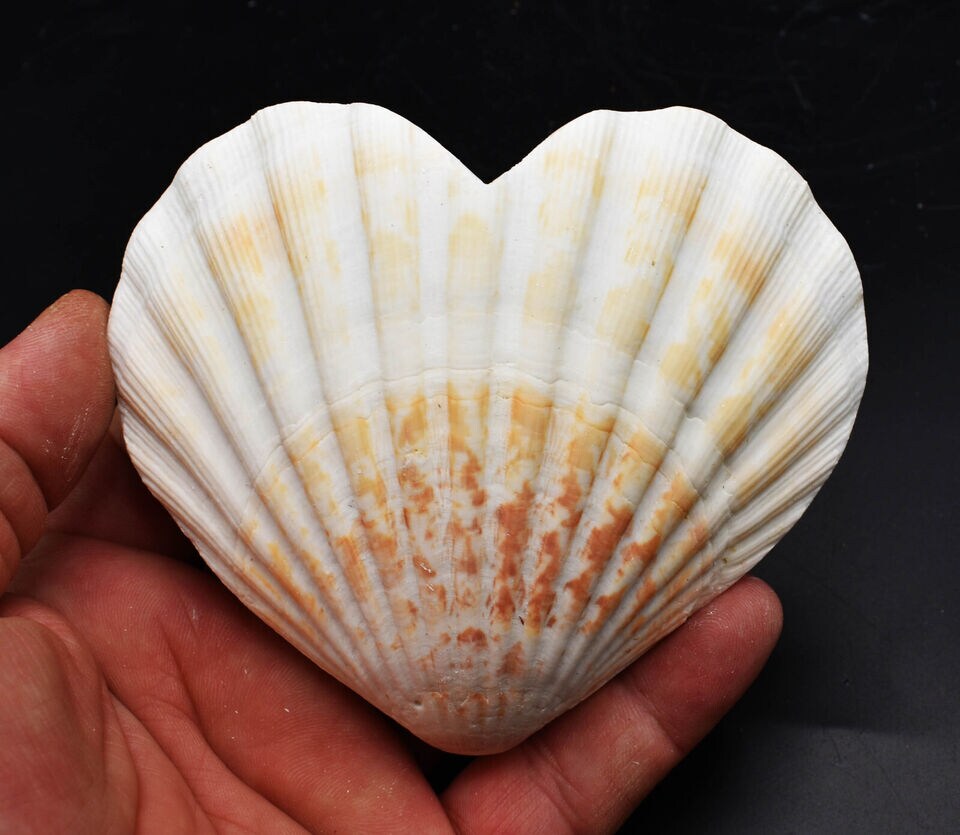 4 Inches Natural Heart Shaped Scallop Shells