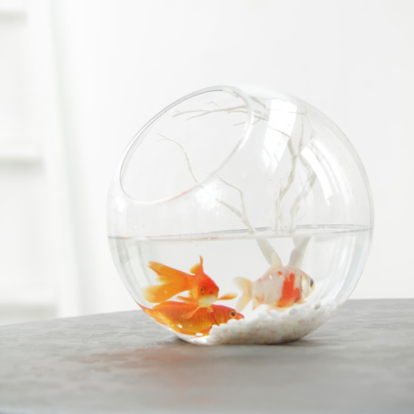 CLEAR 9&#x22; tall Slanted Glass Terrarium Vase