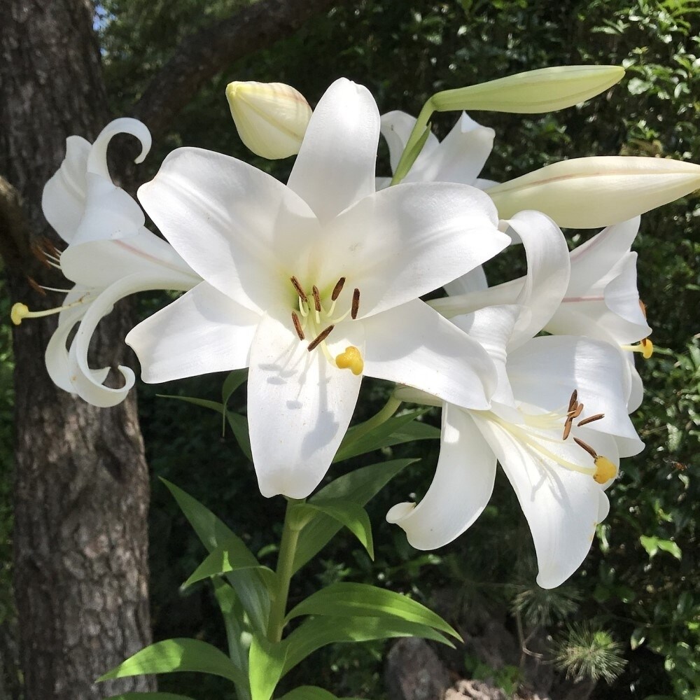 Giant Tree Lily Pretty Lady 3 Bulbs Pure White Blooms 8 Tall Hardy Zones 3-8