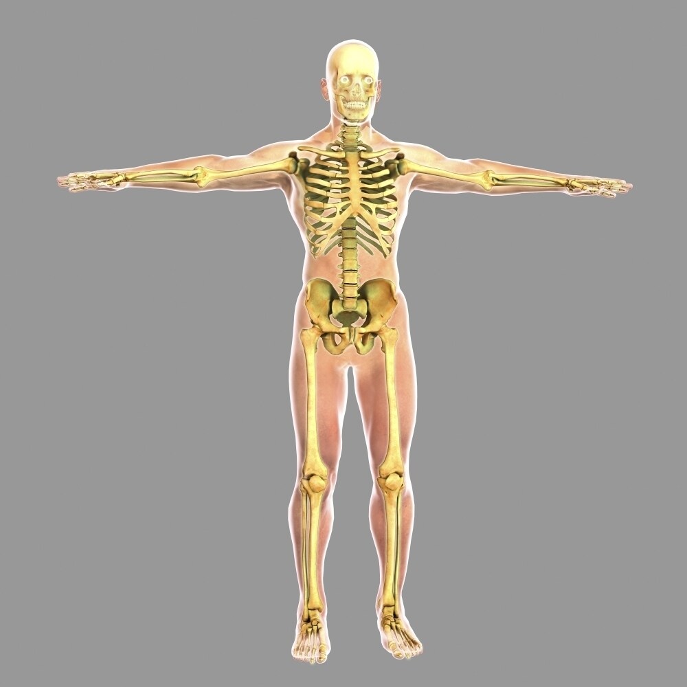 Posterazzi Human skeletal system Poster Print