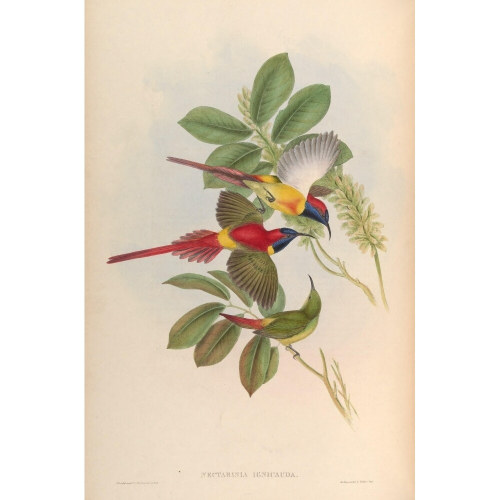 Posterazzi Birds of Asia 1850 Fiery-tailed Sun-bird Poster Print by  John Gould