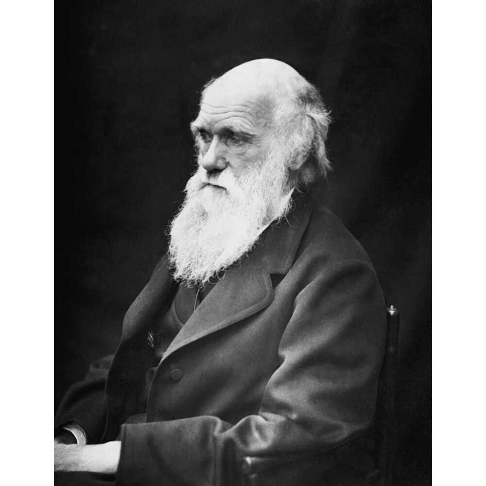 Posterazzi Portrait of naturalist and geologist Charles Darwin Poster Print