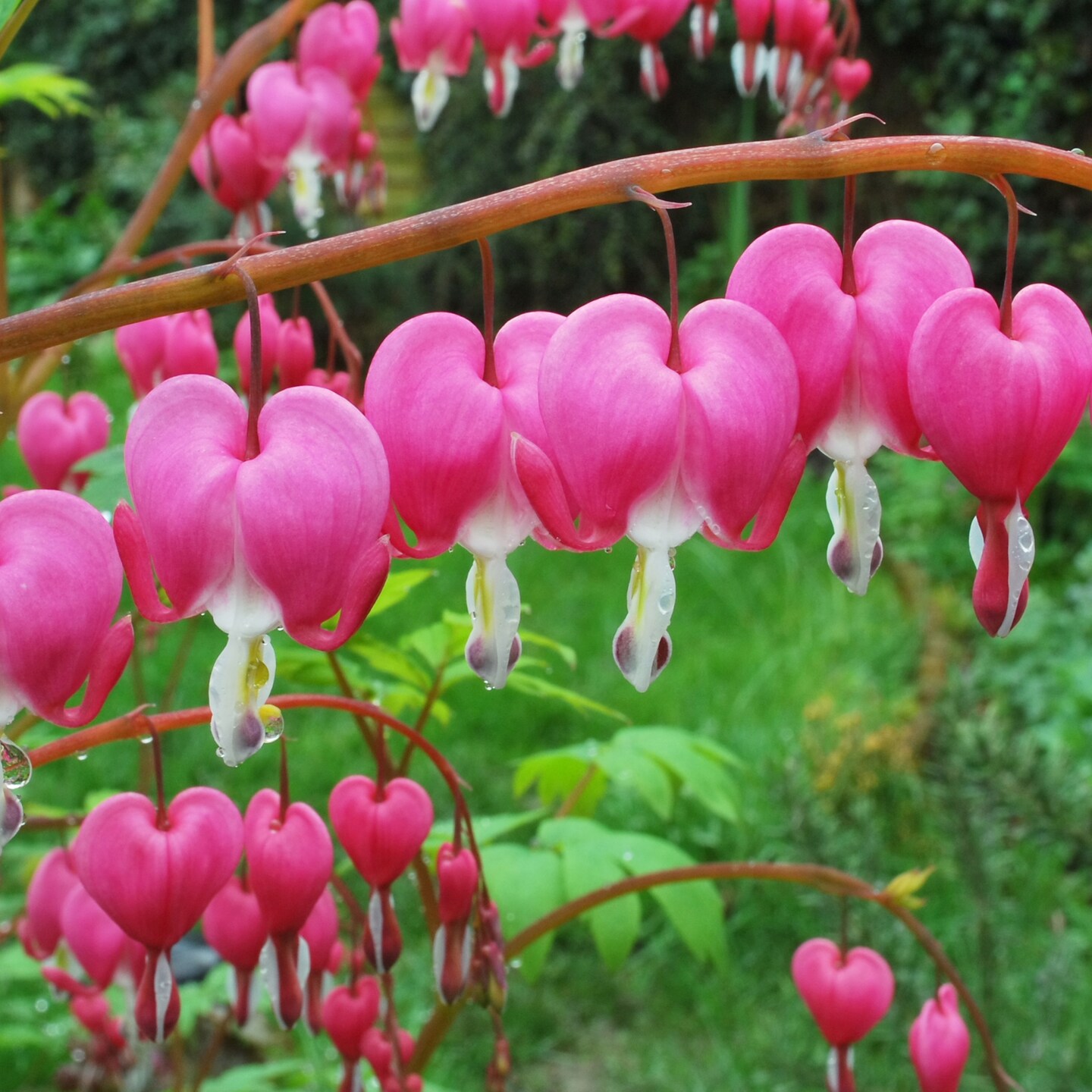 Pink Bleeding Heart Flowers - 2 Bare Roots - Unique Blooms Sprout Beautiful Pink Heart Shaped Petals