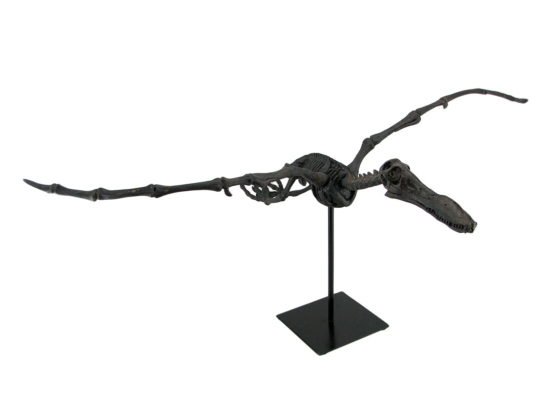 Museum Mounted Pterosaur Flying Dinosaur Fossil Replica Statue