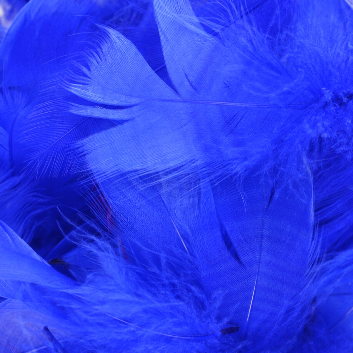 Royal Blue Feathers 