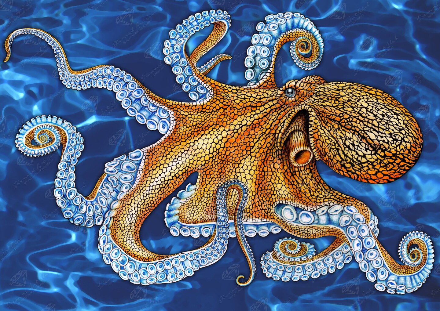 Octopus