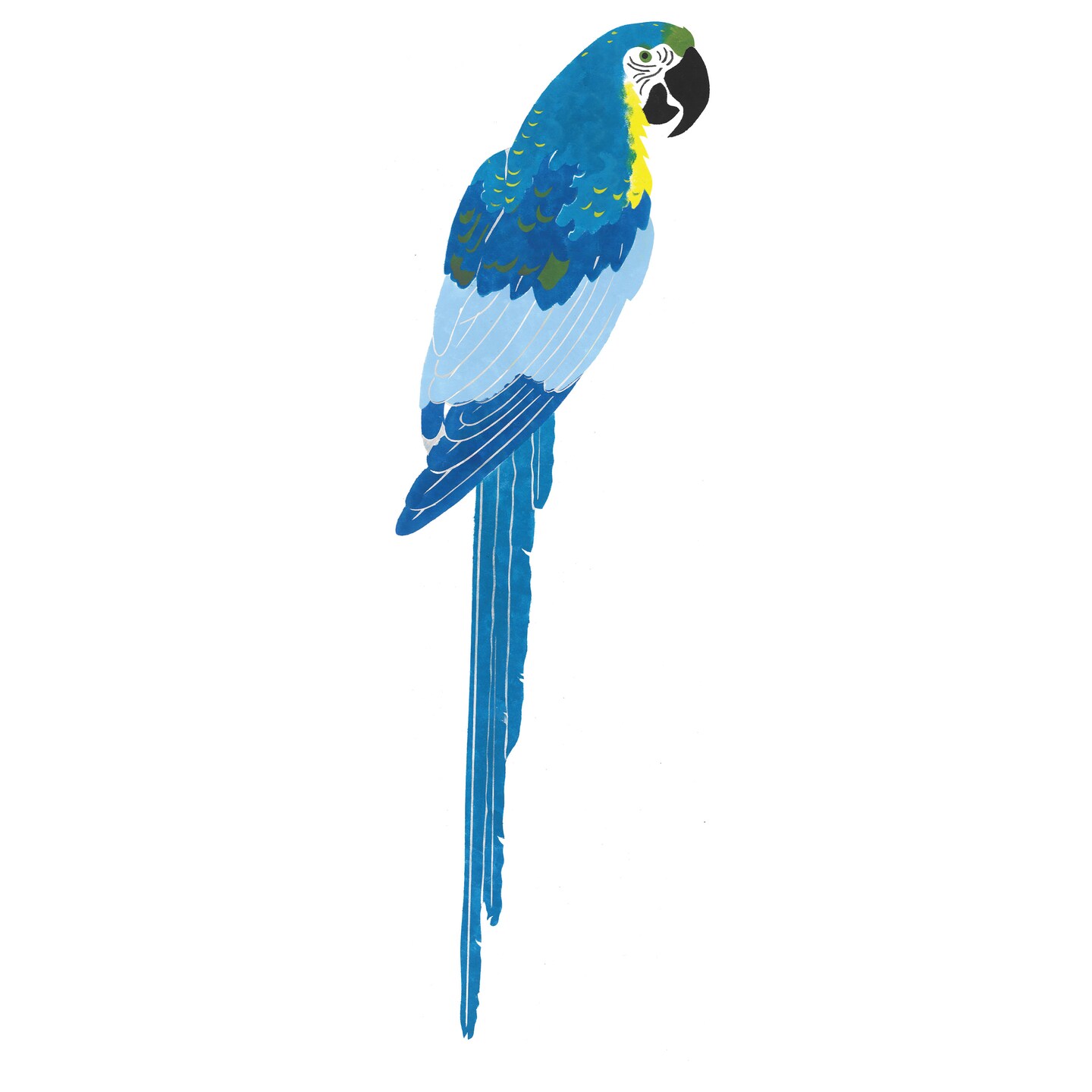 Smaller Macaw Wall Stencil | 2753 by Designer Stencils | Animal &#x26; Nature Stencils | Reusable Art Craft Stencils for Painting on Walls, Canvas, Wood | Reusable Plastic Paint Stencil for Home Makeover | Easy to Use &#x26; Clean Art Stencil