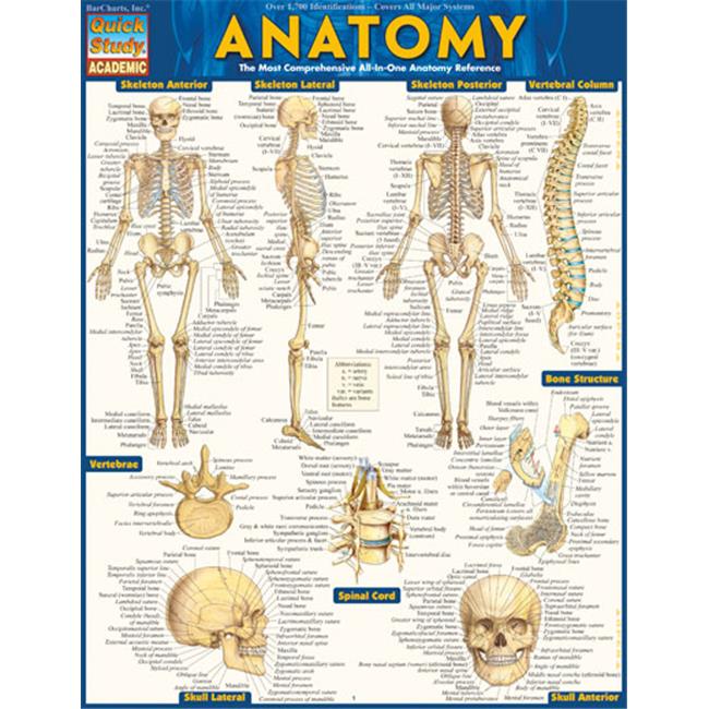 BarCharts 9781423222781 Anatomy by Vincent Perez | Michaels