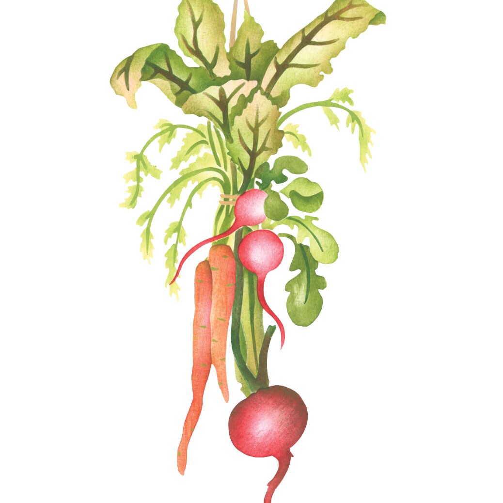 Hanging Vegetable Spray Wall Stencil | 3272 by Designer Stencils | Reusable Art Craft Stencils for Painting on Walls, Canvas, Wood | Reusable Plastic Paint Stencil for Home Makeover | Easy to Use &#x26; Clean Art Stencil