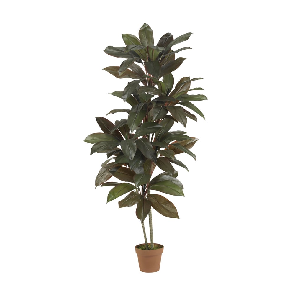 Nearly Natural   5 Cordyline Silk Plant - Real Touch Green