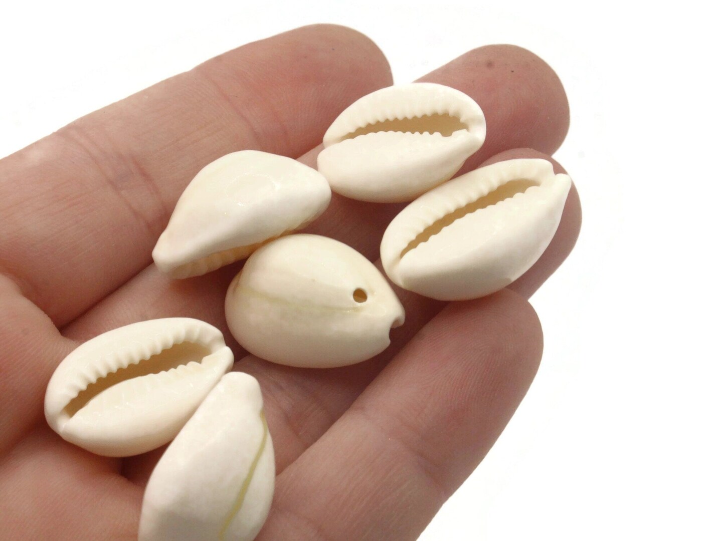 20 20mm White Cowrie Natural Seashell Beads bF2