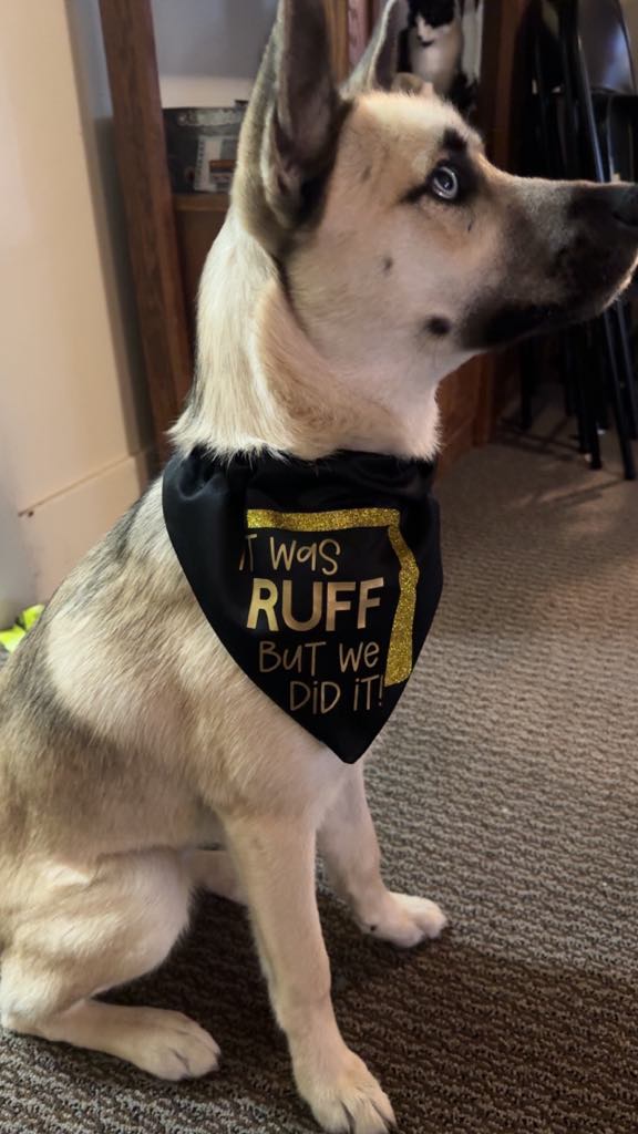 Graduation Dog Bandana MakerPlace by Michaels