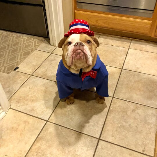 Uncle Sam dog costume 4th of July dog costume Independences Day Dog outfit MakerPlace by Michaels