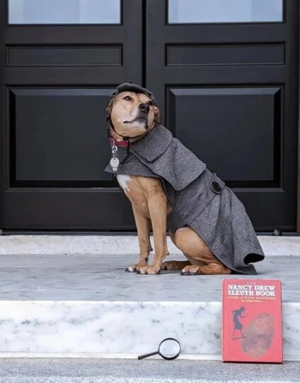 Dog dressed as sherlock holmes best sale