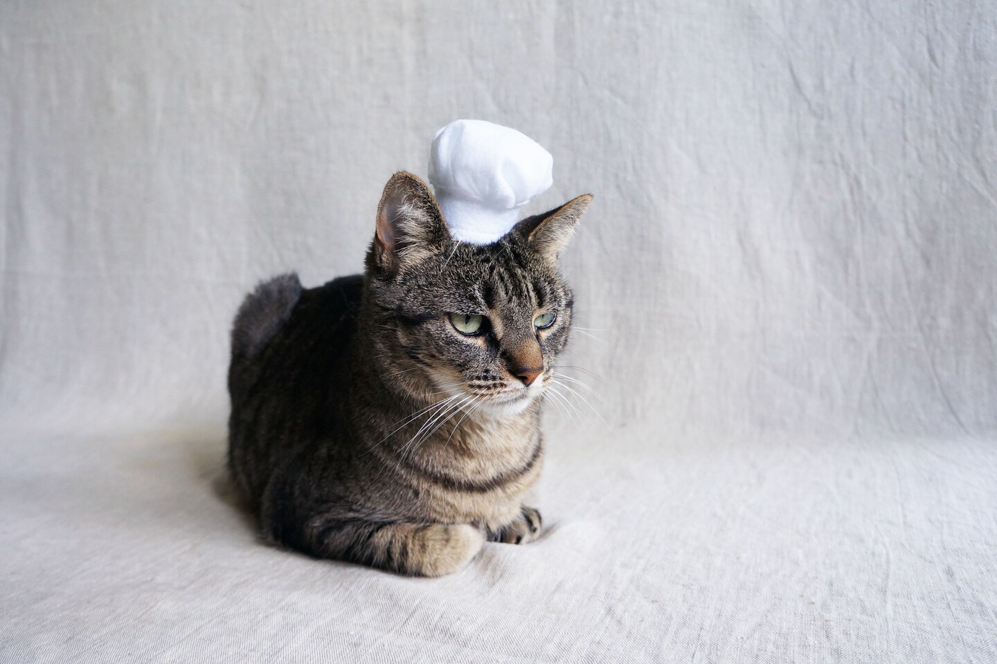 Chef Hat For Cats | Cat hat product 3