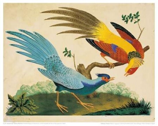 Golden and Silver Pheasant Poster Print by  Carlo Raineri - Item # VARPDXCAR03