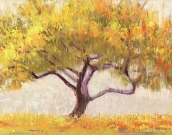 Apricot Tree Poster Print by Shirley Novak - Item # VARPDX5796