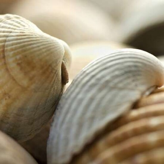 Shells 4 Poster Print by  PhotoINC Studio - Item # VARPDXP943D