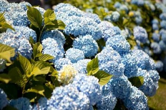 Blue Hydrangea Poster Print by Karyn Millet - Item # VARPDXPSMLT490