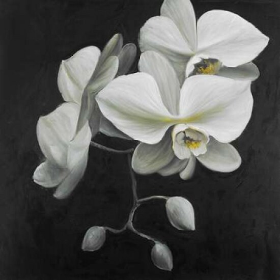 White Orchids Poster Print by Atelier B Art Studio - Item # VARPDXBEGFLO131