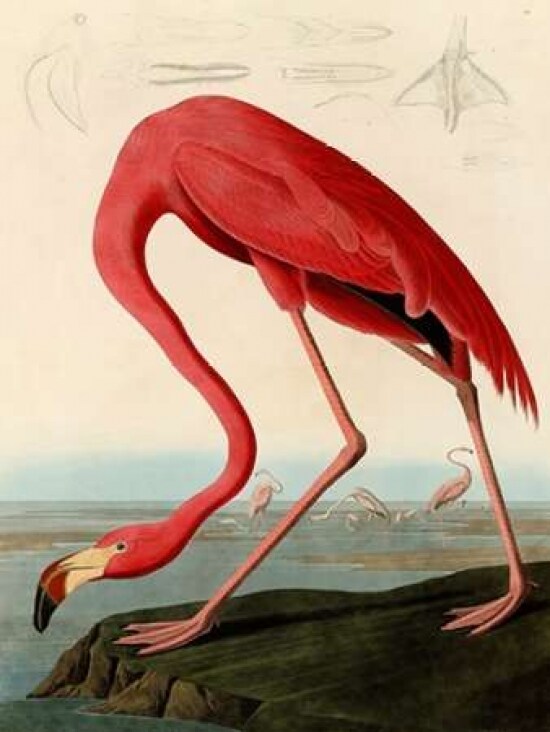 American Red Flamingo Poster Print by John James Audubon - Item # VARPDX3AA2230