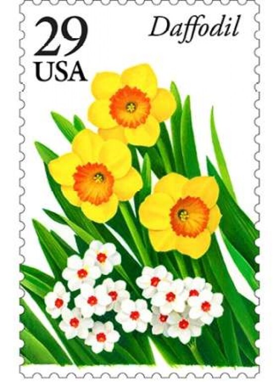 Daffodil 29 Poster Print by US POSTAL SERVICE - Item # VARPDX3361