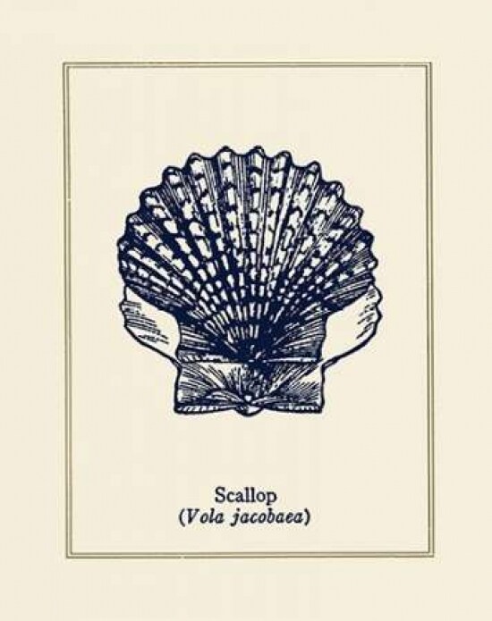 Scallop Shell Poster Print by Gregory Gorham - Item # VARPDXGOR486