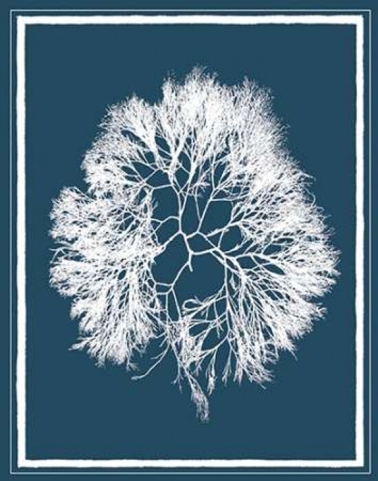 Indigo Seas IV Poster Print by David Lawrence - Item # VARPDXCC3354