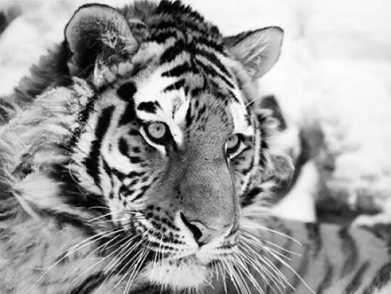 Tiger Poster Print by Ivan Cholov - Item # VARPDX3AP1937