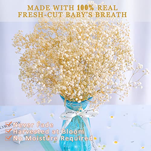 Dried-Babys-Breath-Flowers-Bouquet, Glicrili 17.2 inch 2500+ Ivory White Flowers, Natural Gypsophila Branches for Home, Table Decor, Dry Flowers Bulk for Vase, Wedding, DIY, Party (3oz)