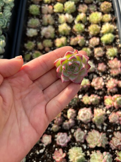 Echeveria high quality Malgan Queen Hyb- Do not purchase if you mind the mini size :)