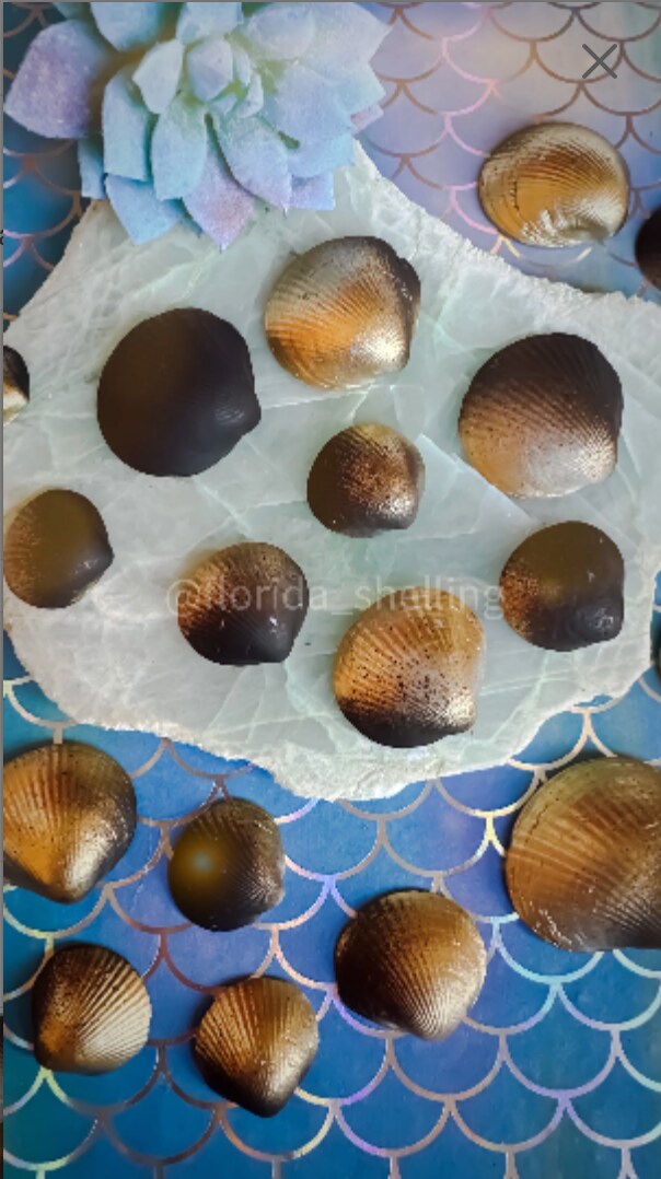 50 Florida Spectral Bittersweet Gold and Black Ombre Colored Seashell Clams, Hand Painted