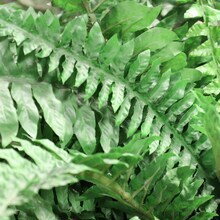 82" Wide Boston Fern Plants - 2-Pack with 77 Silk Fronds, Indoor/Outdoor Decor, Ideal for Homes, Offices, or Events - Perfect for Year-Round Use, Floral Home by Artificial Flowers